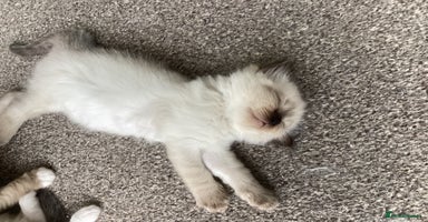 Ragdoll cats - Advert 8