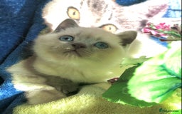 British Shorthair cats for sale: Purebred colourpoint BSH kittens  - Image 6