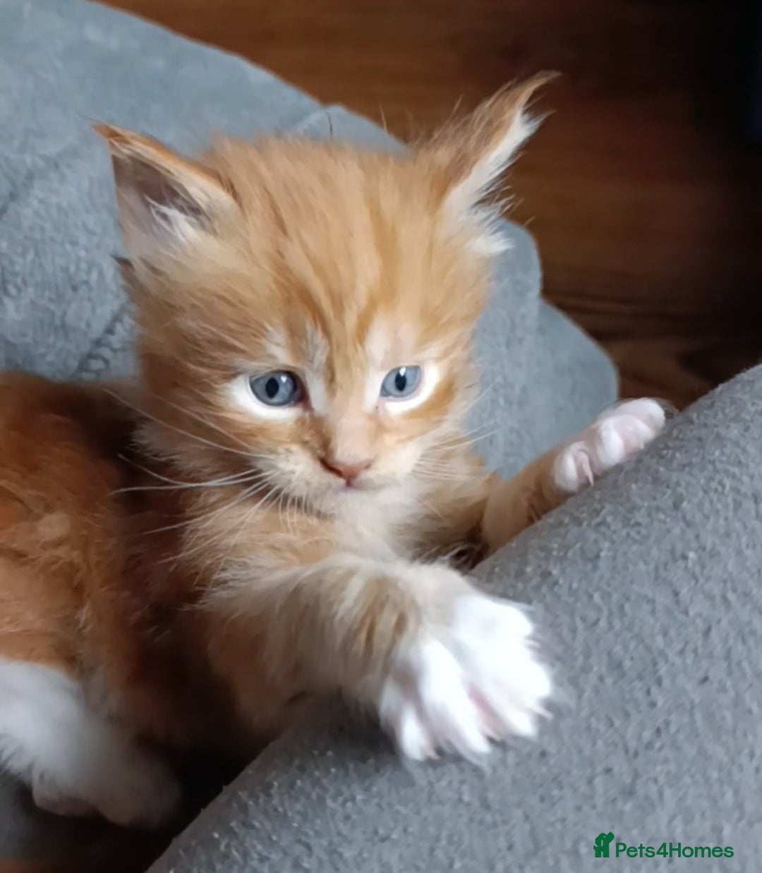 Maine Coon cats for sale: Maine Coon kitten Fire Red Marble Tabby and White - Image 11