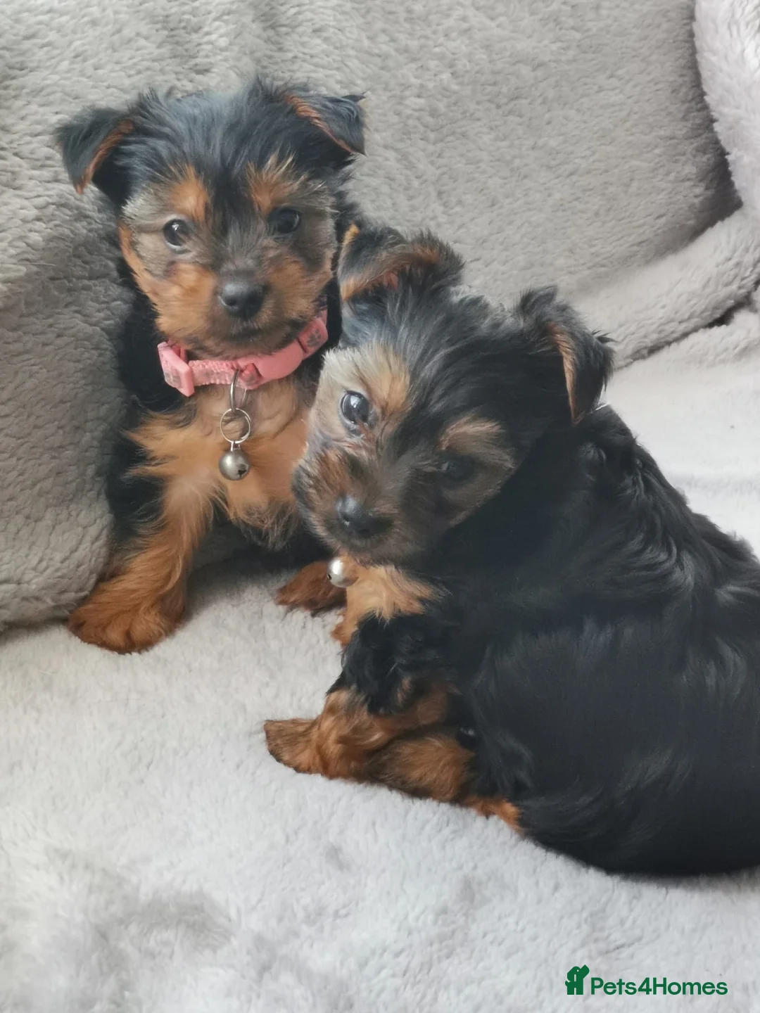 Yorkshire Terrier dogs for stud: Miniature Yorkshire terrier for stud in Bradford - Advert 8