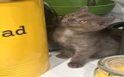 British Shorthair cats for sale: GORGEOUS BSH KITTENS in Oldham - Image 9