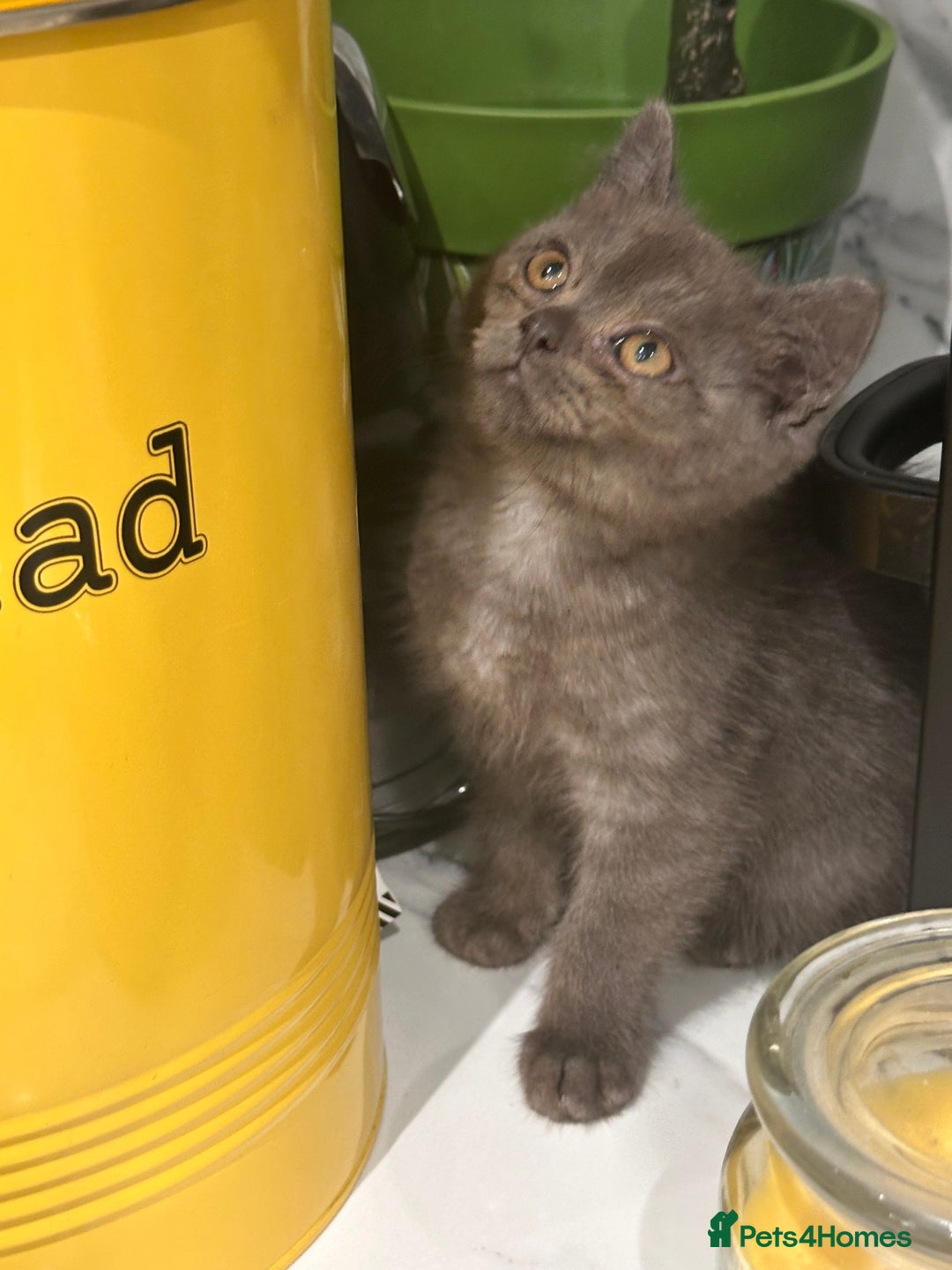 British Shorthair cats for sale: GORGEOUS BSH KITTENS in Oldham - Image 9