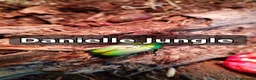 Mixed Breed livestock for sale: Isopods, millipedes and beetles  in Telford - Advert 10