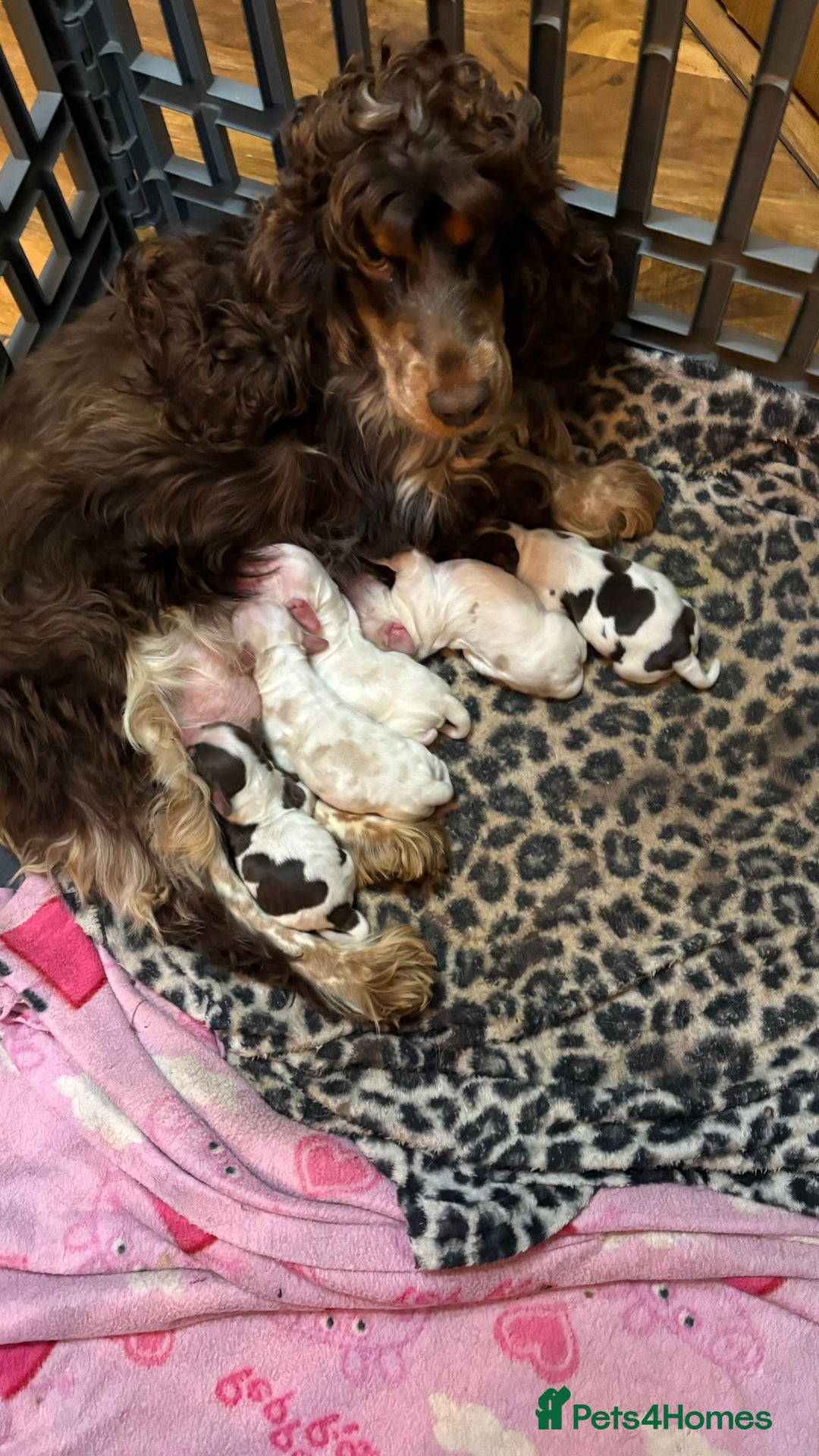 Cocker Spaniel dogs for sale: Show cocker spaniel pups - Advert 3