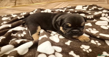 English Bulldog dogs - Advert 12