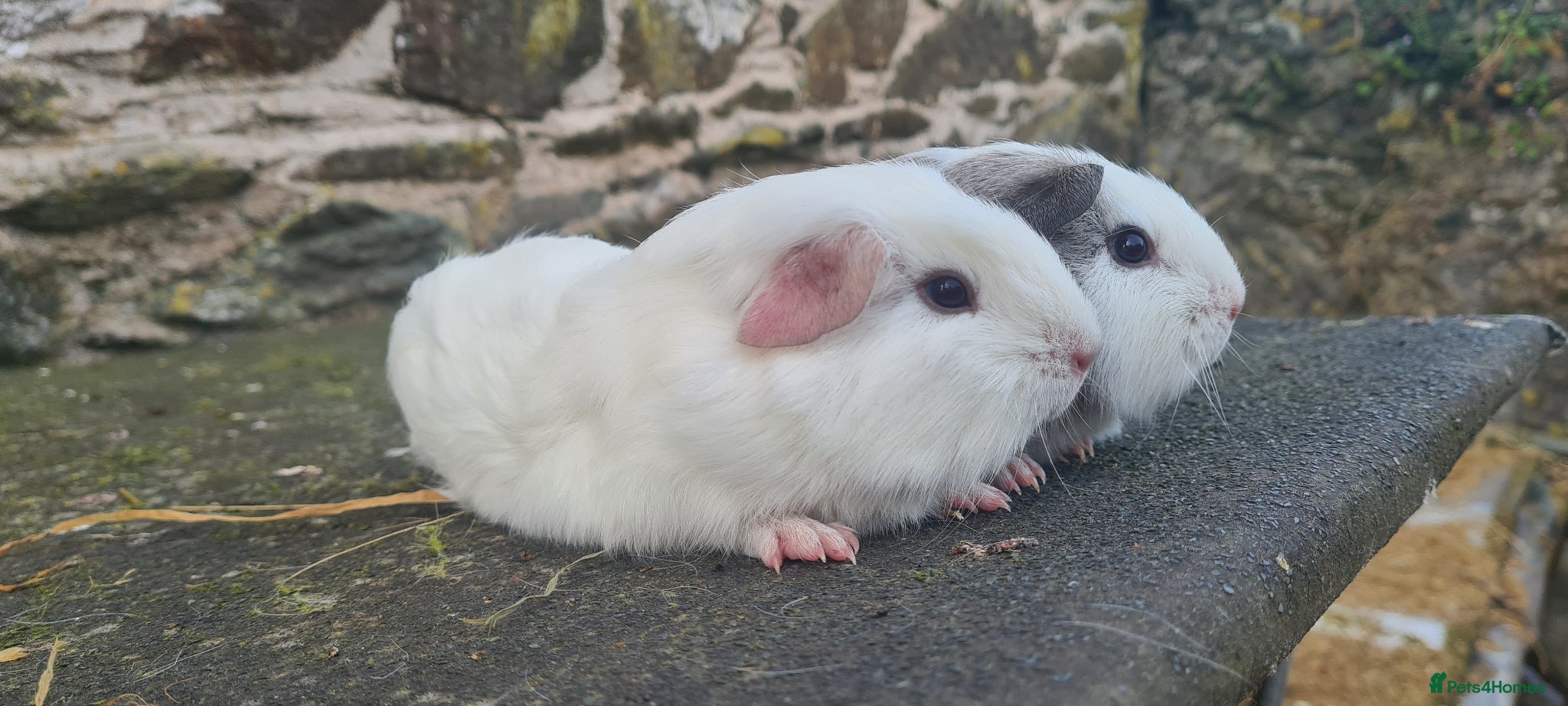 Guinea Pig rodents for sale: Female smooth haired guinea pigs - Advert 4