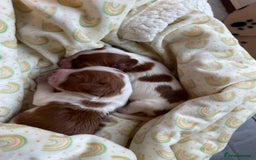 Welsh Springer Spaniel dogs for sale: One little Welsh Springer Spaniel boy!  - Image 17