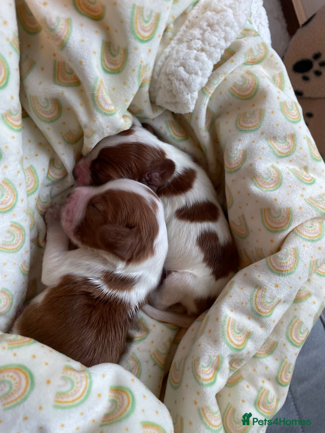 Welsh Springer Spaniel dogs for sale: One little Welsh Springer Spaniel boy!  - Image 17