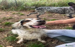 English Setter dogs for adoption: Yaco  - Image 7