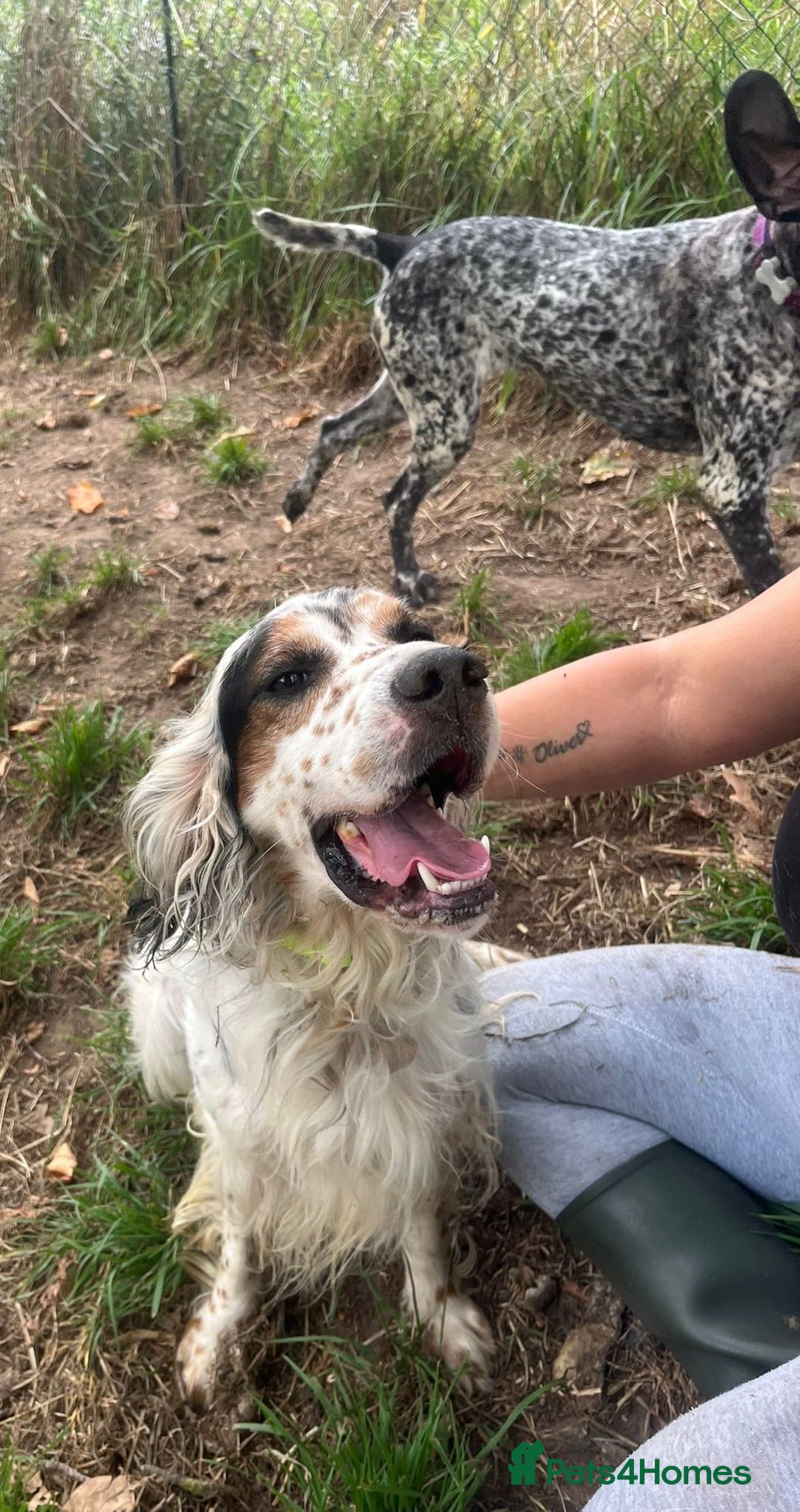 English Setter dogs for adoption: Yaco  - Image 7