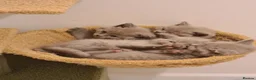British Shorthair cats for sale: GORGEOUS LILAC BRITISH SHORTHAIR KITTENS - Advert 6
