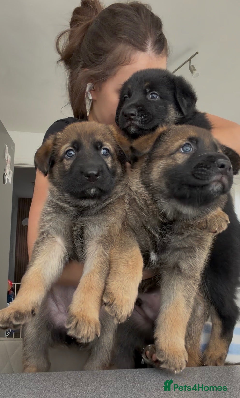 Mixed Breed dogs Belgian Malinois x German Shepherd Puppies - Advert 18