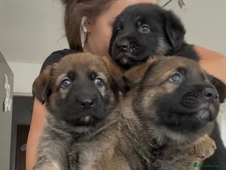 Mixed Breed dogs Belgian Malinois x German Shepherd Puppies - Advert 1