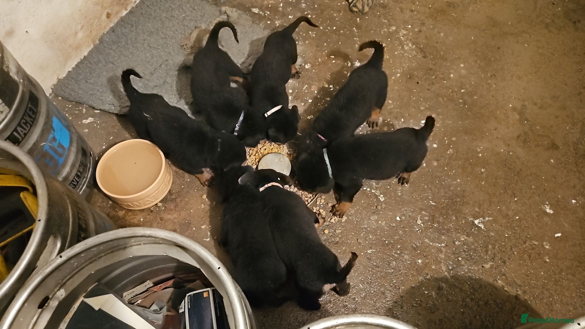 Rottweiler dogs Gorgeous rottweiler pups - Advert 2