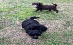 Labradoodle dogs for sale: miniature labradoodle puppies - Image 3