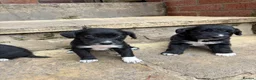 Lurcher dogs for sale: Lurcher pups - Advert 2