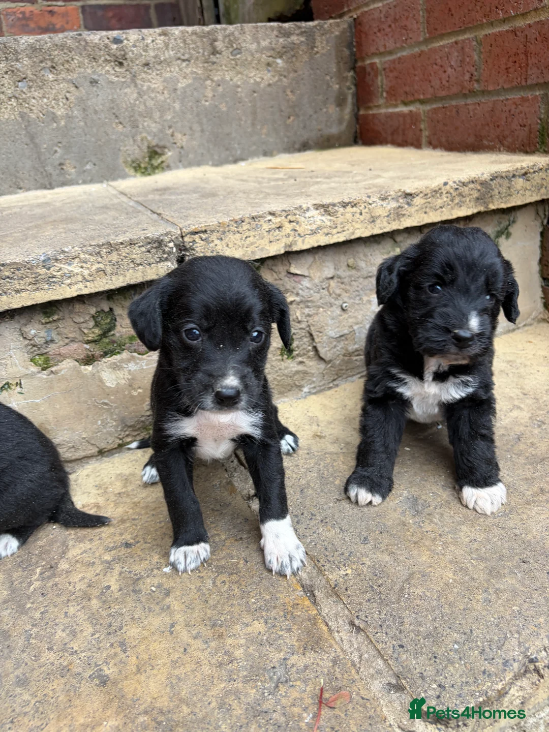 Lurcher dogs for sale: Lurcher pups - Advert 2