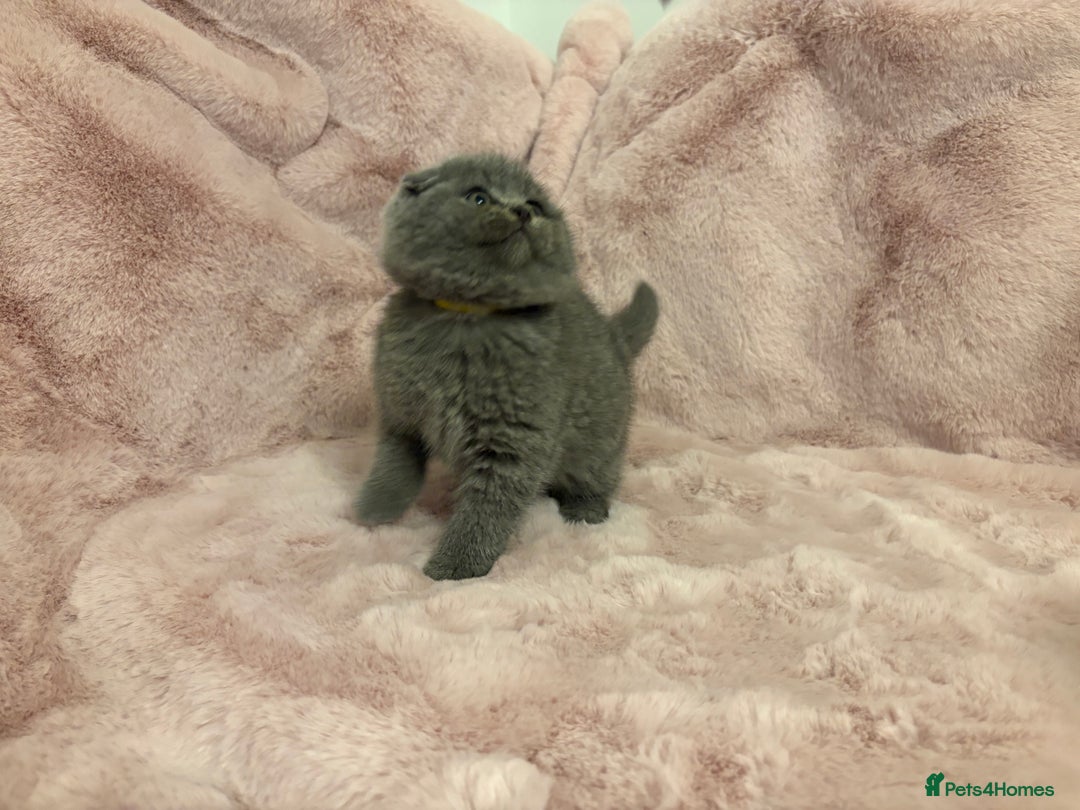 Scottish Fold cats for sale: One remaining - Chunky Male Scottish fold kitten - Advert 8
