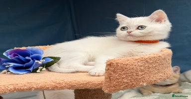 British Shorthair cats - Advert 2