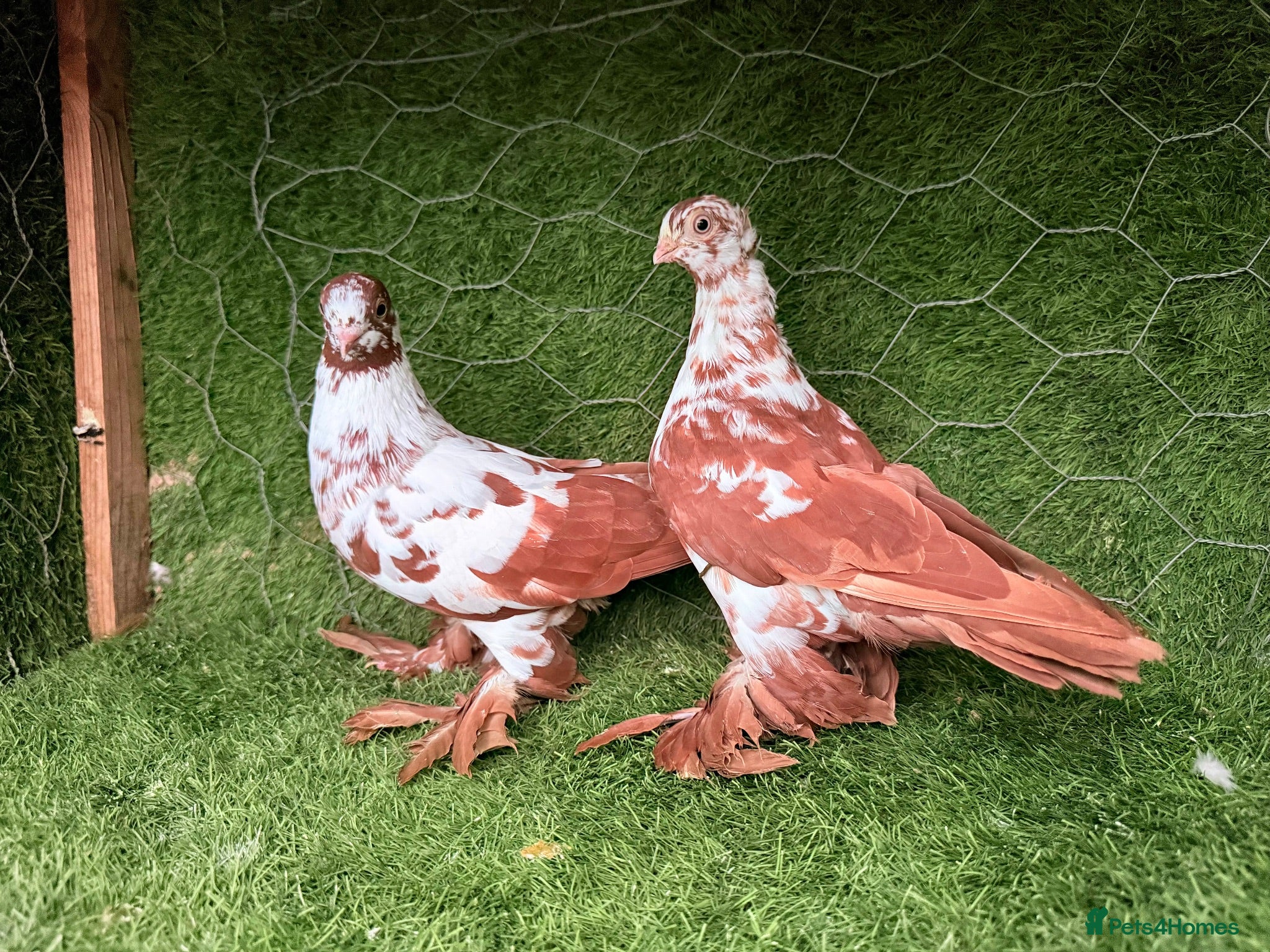 Pigeons birds Beautiful Quality Pigeons Healthy & Well Cared For - Advert 2