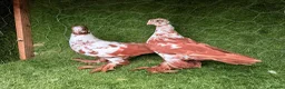 Pigeons birds for sale: Beautiful Quality Pigeons Healthy & Well Cared For - Advert 7