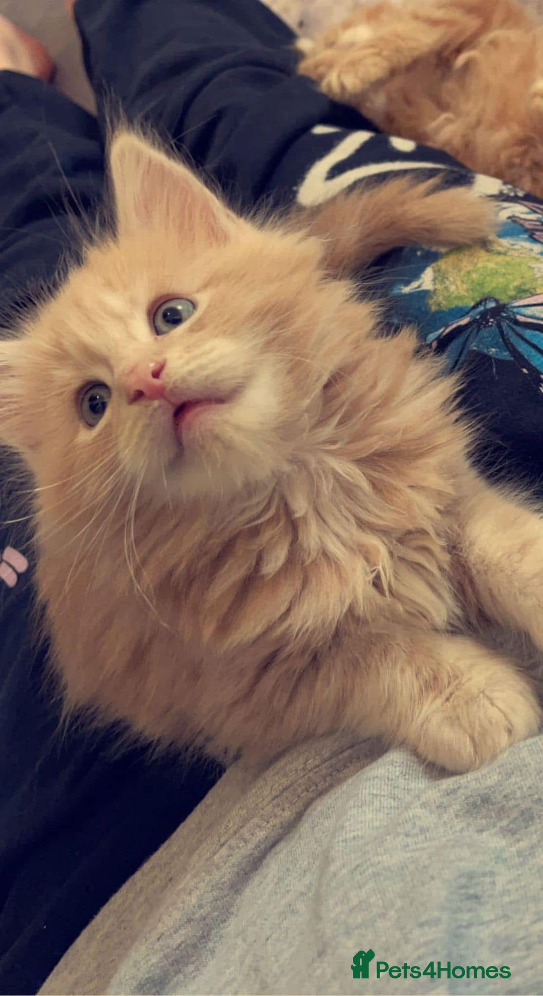 Maine Coon cats for sale: Gorgeous bundles of fluff n mischief  - Image 7