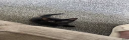 American Shorthair cats for sale: 1 Male Black Kitten! - Advert 5