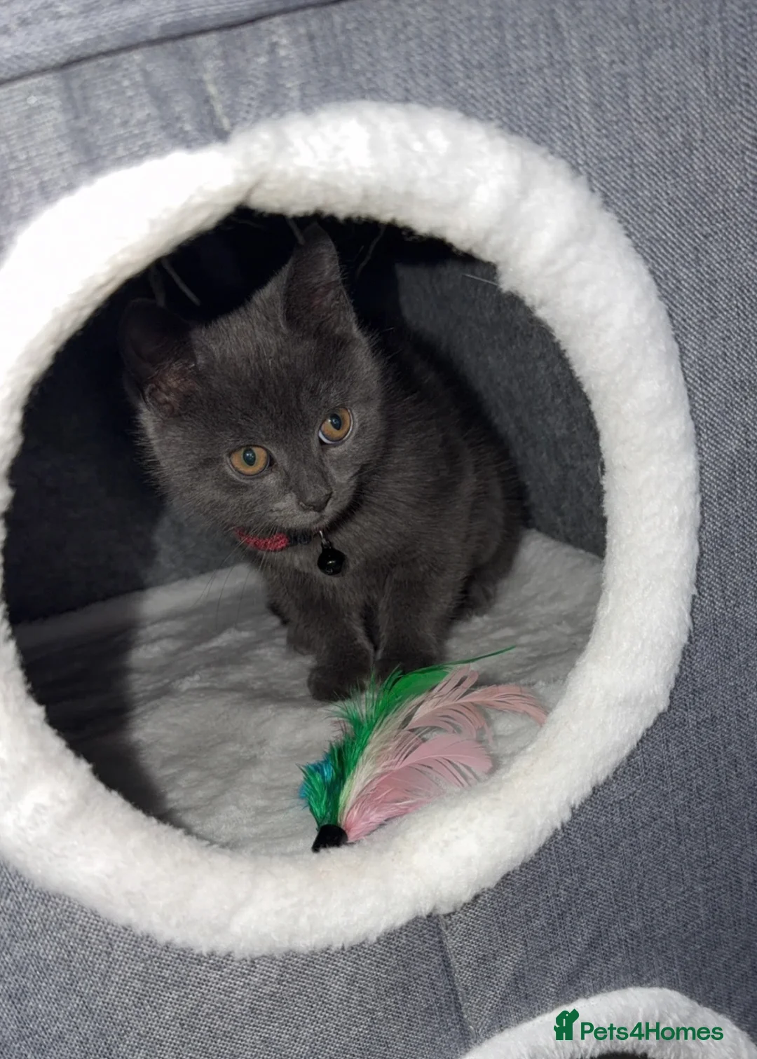 British Shorthair cats for sale: Beautiful British Shorthair Cross Kitten - Advert 1