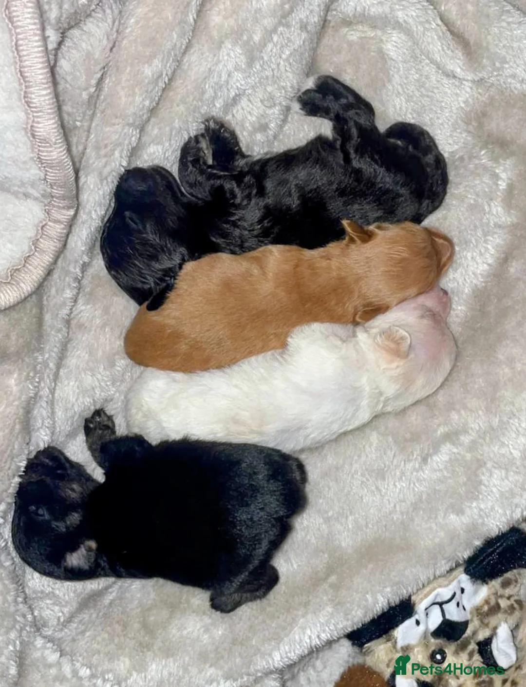 Jackapoo dogs for sale: 🌈 Gorgeous Rainbow Jackapoo Puppies in Newcastle upon Tyne - Advert 2