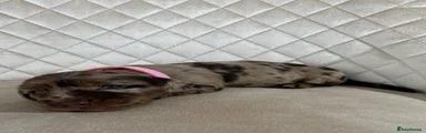 🩷 Pink Collar: Long Haired Chocolate & Tan Dapple Girl