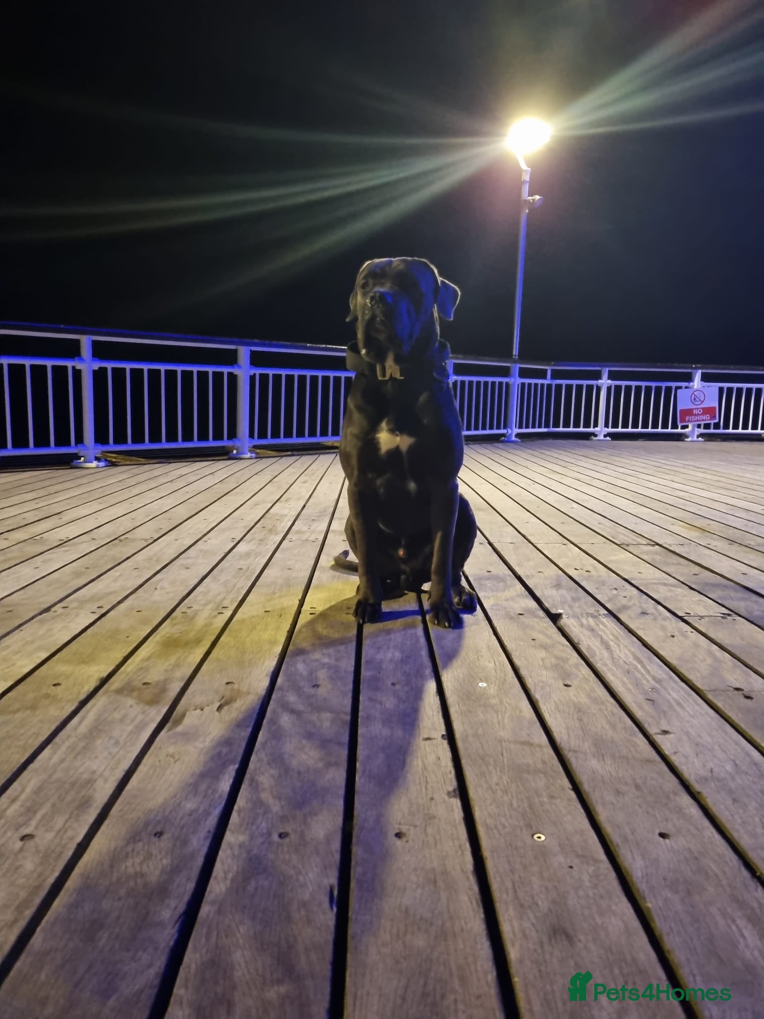 Cane Corso dogs 19 months Cane Corso male  - Advert 1