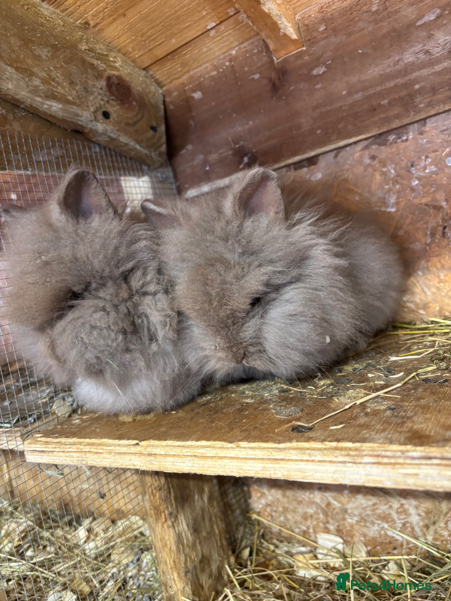 Mixed Breed rabbits Ready 9week old x3female Double Maned Lionhead - Advert 15