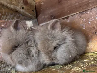 Mixed Breed rabbits Ready 9week old x3female Double Maned Lionhead - Advert 5