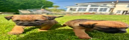 Border Terrier dogs for sale: KC registered high quality Border Terrier pups.  in Londonderry - Advert 5