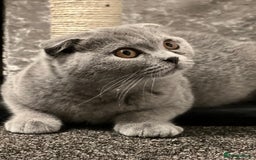 Scottish Fold cats for sale: Stunning Male lilac BSH & Grey Scottish Fold x BSH - Advert 2