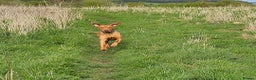 Hungarian Vizsla dogs for stud: Rummy the Vizsla- Available for Stud FREE!! in Middlesbrough - Advert 2