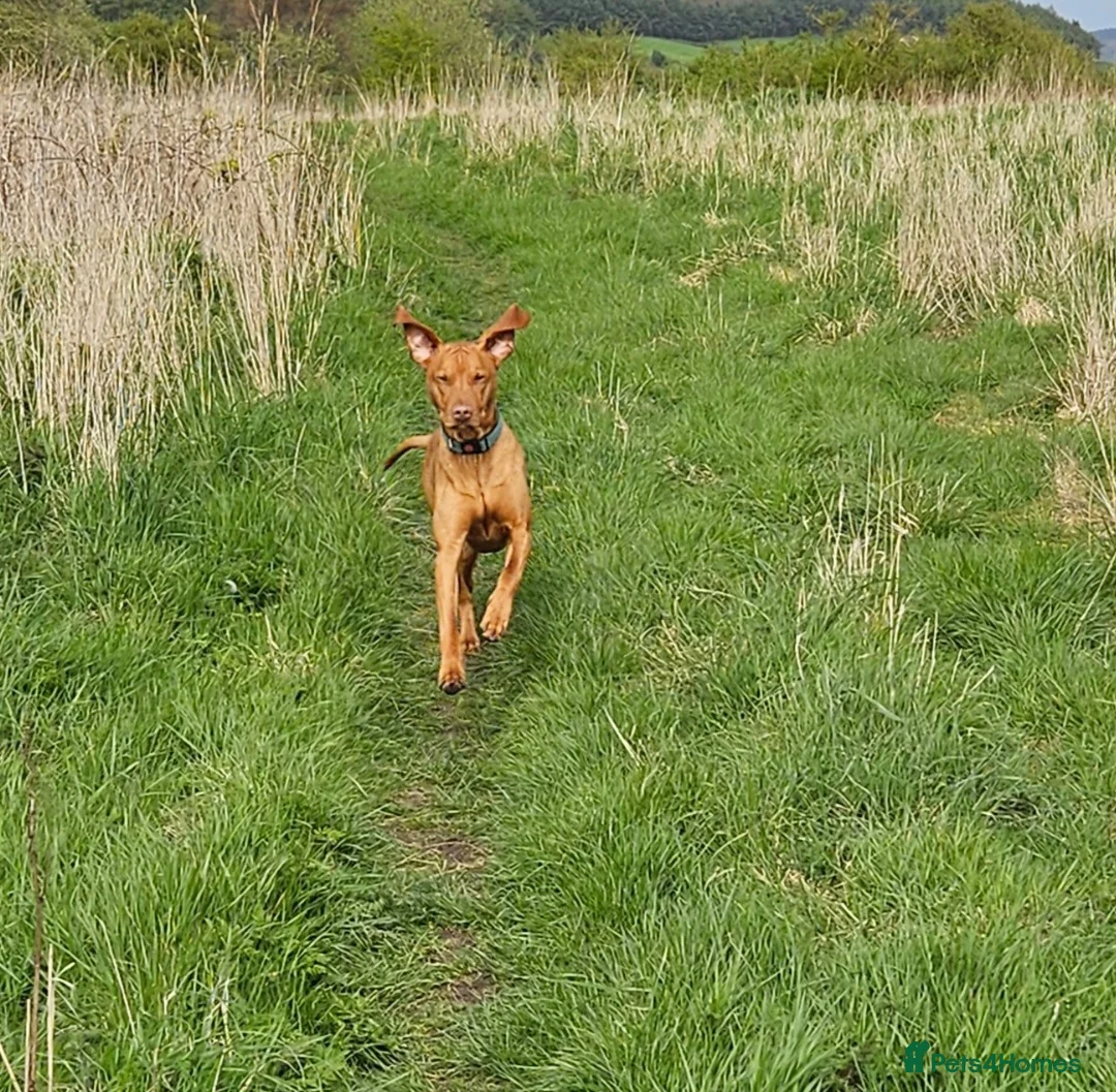 Hungarian Vizsla dogs for stud: Rummy the Vizsla- Available for Stud FREE!! in Middlesbrough - Advert 2
