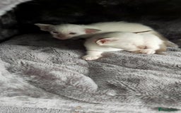 Oriental cats for sale: Full Pedigree Oriental 6 Kittens XL size ears GCCF - Image 25