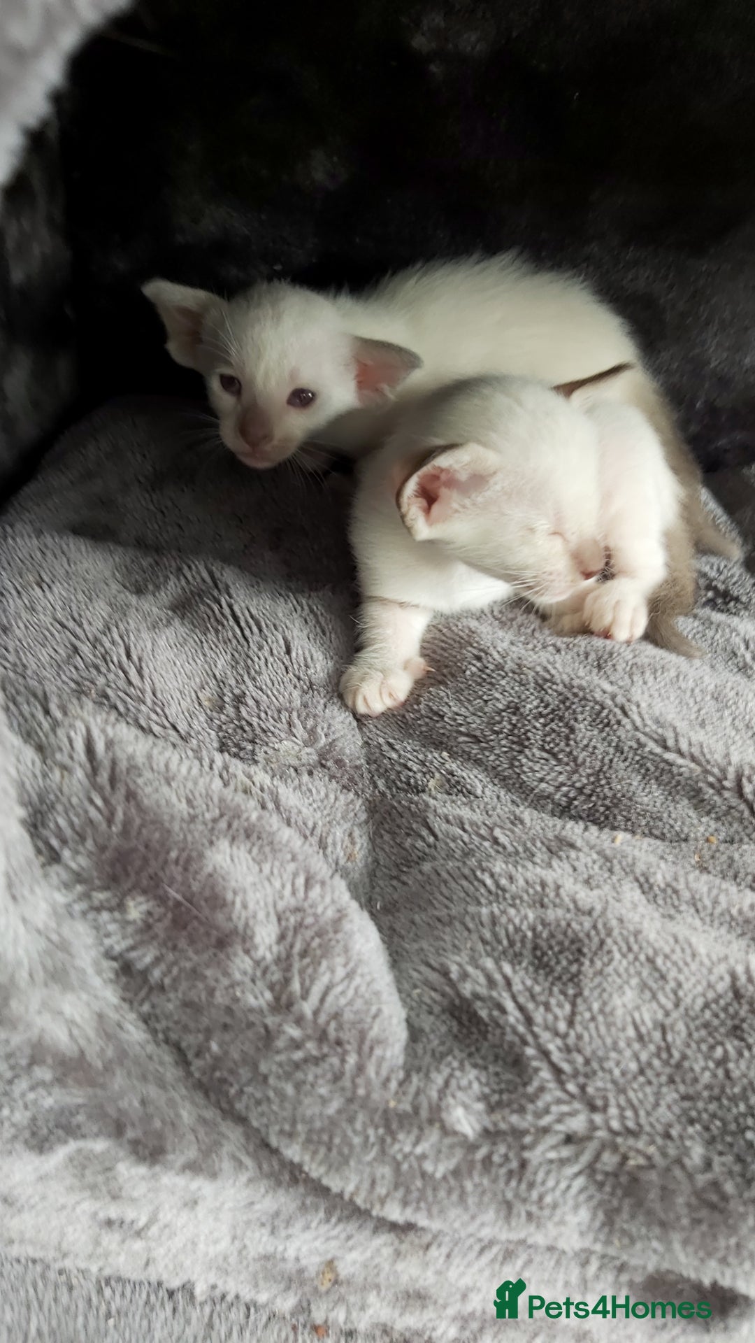 Oriental cats for sale: Full Pedigree Oriental 6 Kittens XL size ears GCCF - Image 25