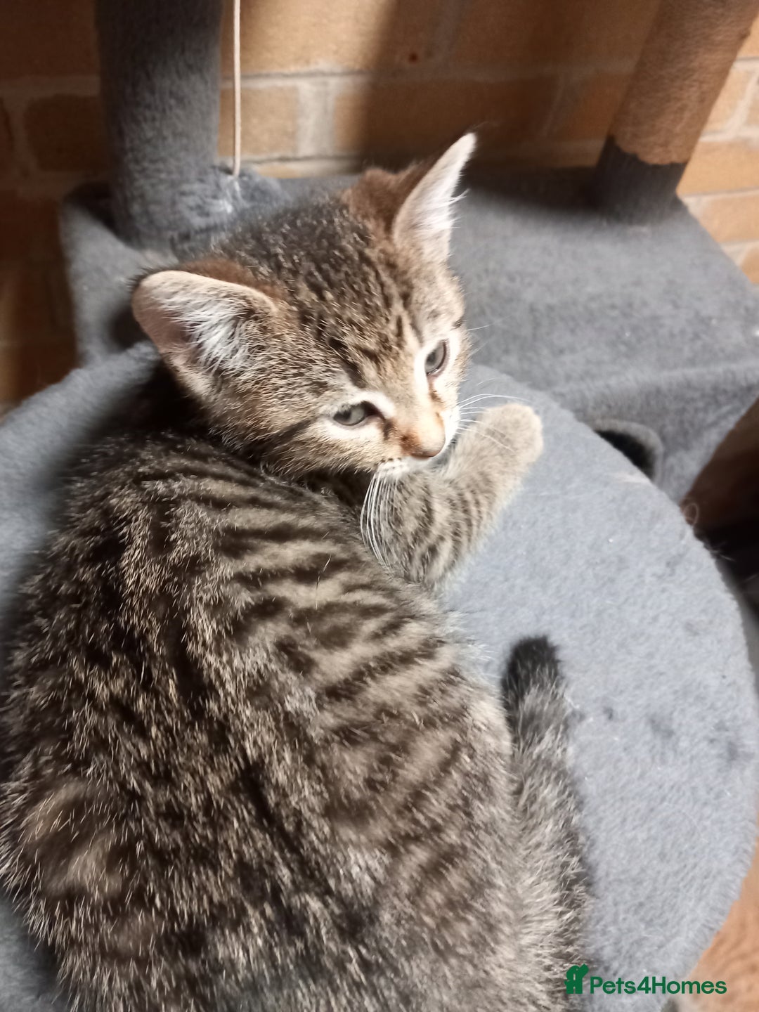 Maine Coon cats for sale: Beautiful maine coon/ full bengal kittens - Image 5