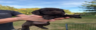 Sprocker 1