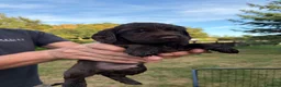 Sprocker dogs for sale: Sprocker Spaniel Puppies  - Advert 10