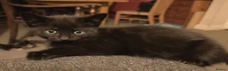 Mixed Breed cats for sale: Black male ready to go! - Advert 6