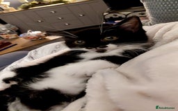 Mixed Breed cats for sale: Female kitten - Image 2