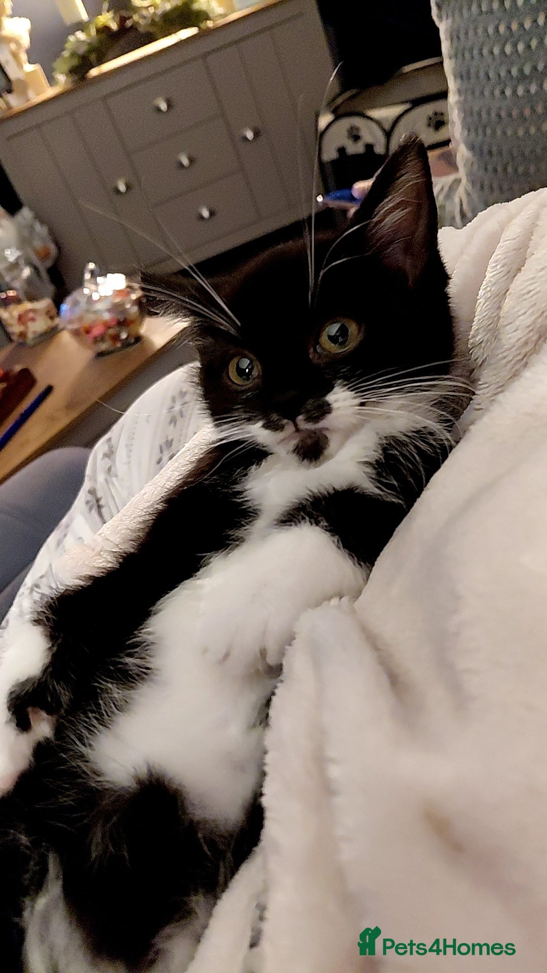 Mixed Breed cats for sale: Female kitten - Image 2