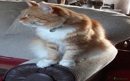 Maine Coon cats for sale: Maine Coon kittens  - Image 12