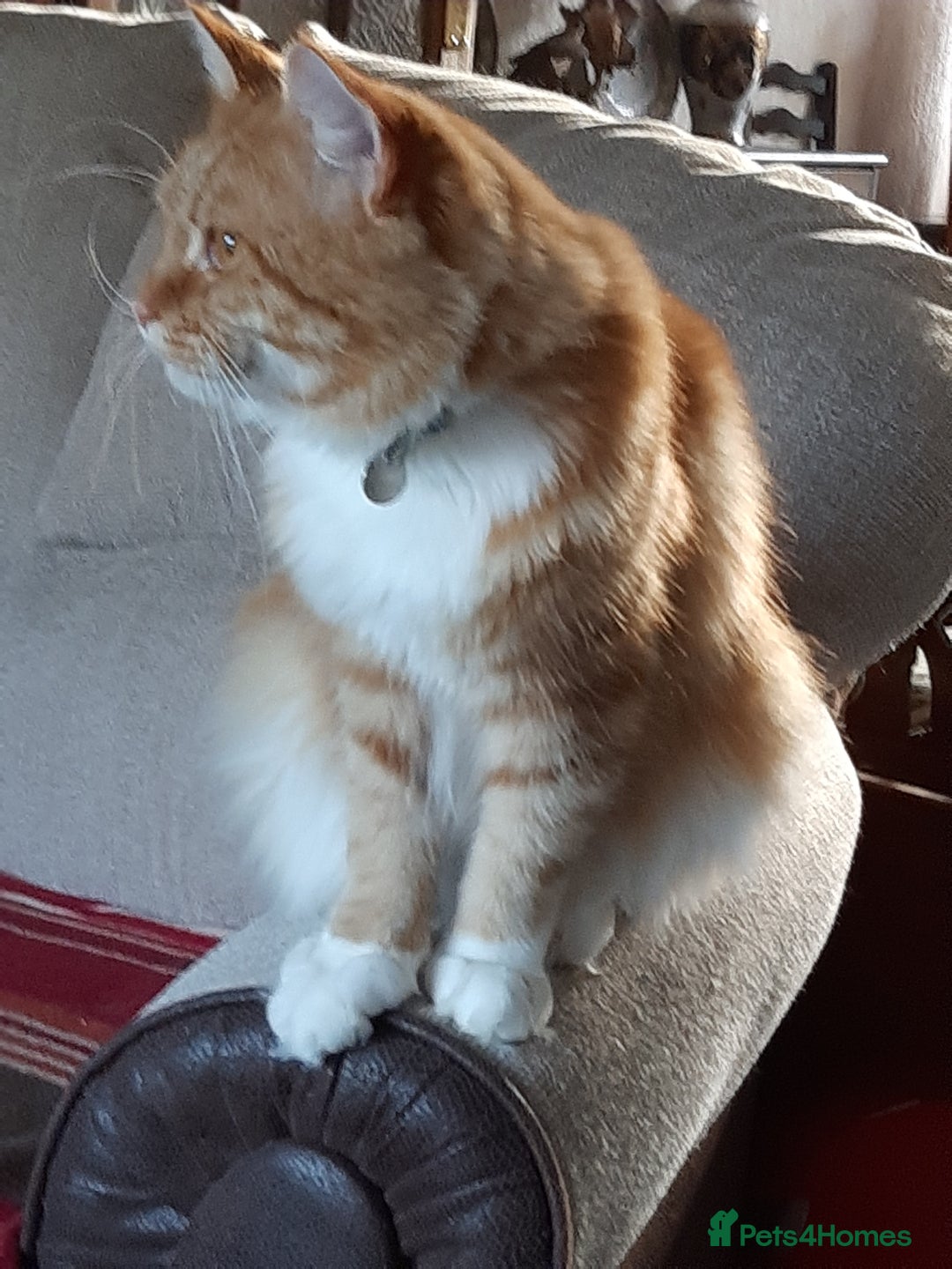 Maine Coon cats for sale: Maine Coon kittens  - Image 12