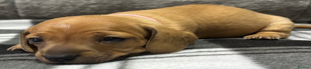 Miniature Dachshund Puppy 4
