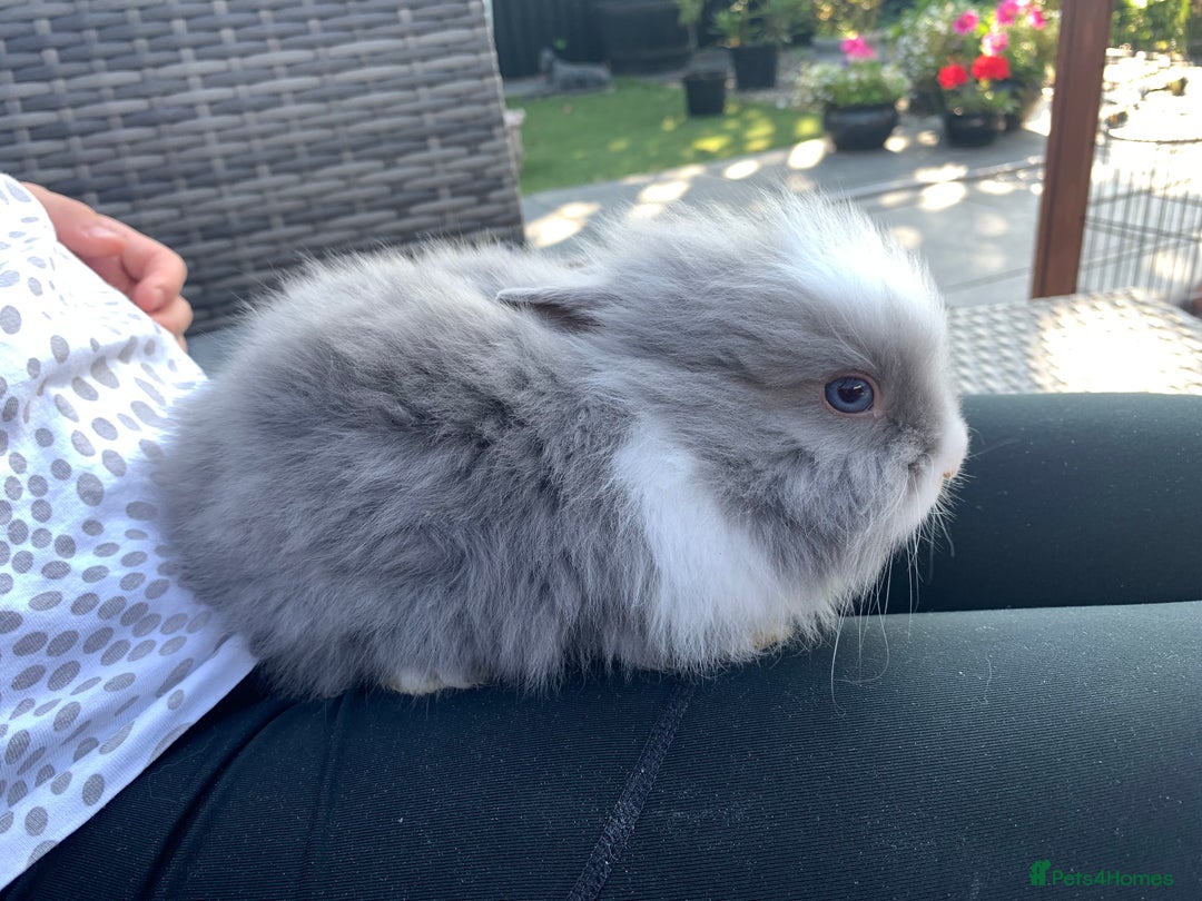 Lionhead rabbits for sale: 7 Beautiful double mane Lionhead Bunnies  - Image 2