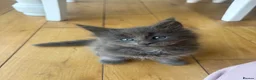 Maine Coon cats for sale: Maine Coon Kittens Russian & European Champ Lines  - Advert 30